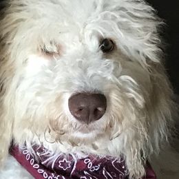 Goldendoodle Puppies from First Mountain Doodles