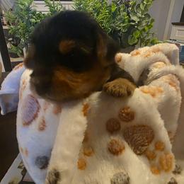 Romeo ( White) - Black and tan male Yorkshire Terrier puppy in Fayetteville, Tennessee from Mina's Yorkies