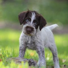 German Wirehaired Pointer Puppies from Afterhours German Wirehaired Pointers