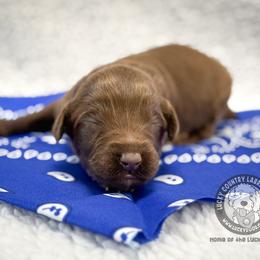 Mister Blue - Chocolate male Australian Labradoodle puppy in Wake Forest, North Carolina from Lucky Country Labradoodles