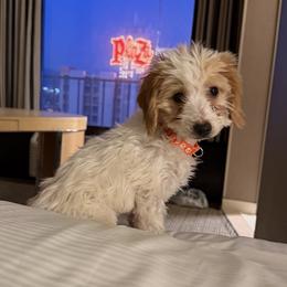 Female, Orange Collar - Parti female Goldendoodle puppy in Wichita, Kansas from Goldendoodles of Oz