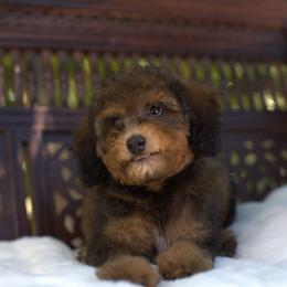 Bernedoodle and Cavapoo Puppies from Dulcito Doodles