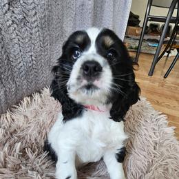 Charlie (Red) AKC - Black and white male Cocker Spaniel puppy in Midlothian, Virginia from Swift Creek Cocker Spaniels