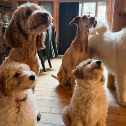 Goldendoodle Puppies from Lundee Doodles