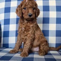 Posey - Red  female Goldendoodle puppy in Galt, Missouri from Only Doodles!