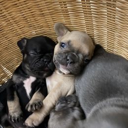 French Bulldog Puppies from Purple Moon Kennel