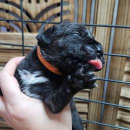 Orange Collar Female - Chestnut brindle female Cane Corso puppy in Lewistown, Montana from Corsi Amore Kennels
