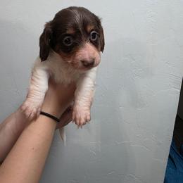 Piper - Piebald female Dachshund puppy in Tucson, Arizona from D-S Ranch Corgis