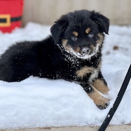 Miniature Australian Shepherd Puppies from Quartz Creek Aussies