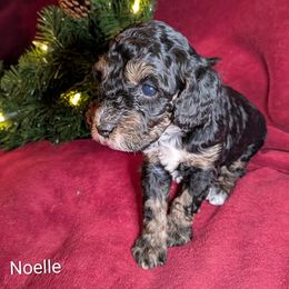 Noelle - Black and tan female Cockapoo puppy in Sunset, Louisiana from Cano Cockapoos