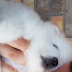 American Eskimo Dog Puppies from Lively Pups