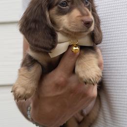 Dachshund Puppies from Lone River Dachshunds