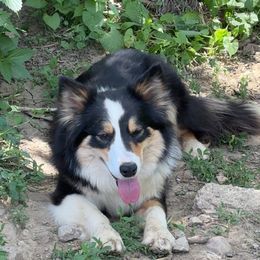 Border Collie All Grown Up from Ransom Ridge Border Collies