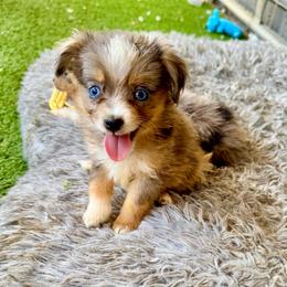 Blue female 2 - Blue merle female Toy Australian Shepherd puppy in Lemon Cove, California from Magic Ranch Mini Aussies