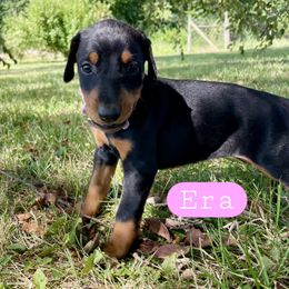 Era - Black and rust female Doberman Pinscher puppy in Blanchester, Ohio from Battle Creek Dobermans