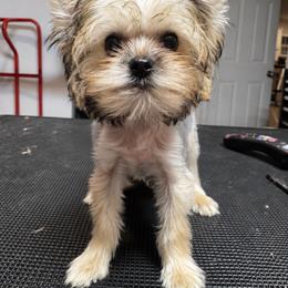 Atlas - Black and tan male Yorkshire Terrier puppy in Knoxville, Tennessee from Rainbow Bliss Yorkies
