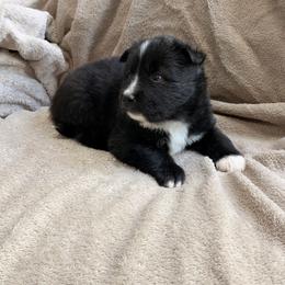 Espresso - male Nenets Herding Laika puppy in Rockville, Maryland from Skais the Limit
