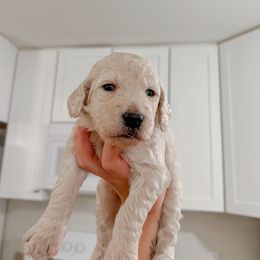 Goldendoodle Puppies from Northern California Doodles & Poodles