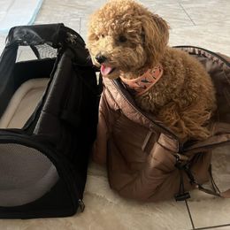 Goldendoodle Puppies from Proctor’s Petite Goldendoodles