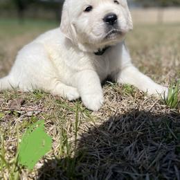 Golden Retriever Puppies from Stockford’s Golden Retrievers