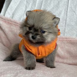 Pomeranian Puppies from Highlander Pomeranians