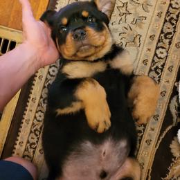 Rottweiler Puppies from Von Nuffosttor Rottweilers
