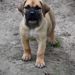 Red Collar - Reddish brown female Boerboel puppy in Manitowoc, Wisconsin from Mae Boerboel