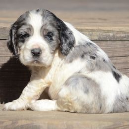 Rain - English Springer Spaniel puppy from SarMel