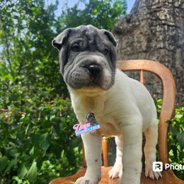 Chinese Shar-Pei Puppies from Zoey's Waggly Tails