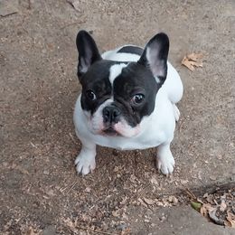 French Bulldog All Grown Up from Love A Bull Frenchies