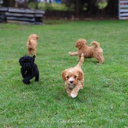 Cockapoo Puppies from Silver City Cockapoos