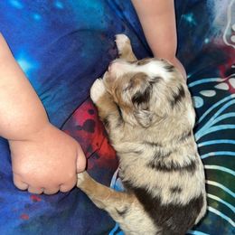 Girl 2 - Miniature Australian Shepherd puppy in Amarillo, Texas from Luna’s Mini Aussies