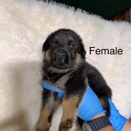 Girl 1 - Black and tan female German Shepherd puppy in Hollis Center, Maine from Noble German Shepherds of Maine