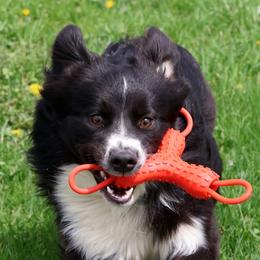 Celeste - Black & white female Australian Shepherd puppy in Springville, New York from RisingStar Australian Shepherds