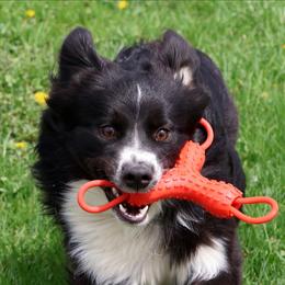 Celeste - Black & white female Australian Shepherd puppy in Springville, New York from RisingStar Australian Shepherds