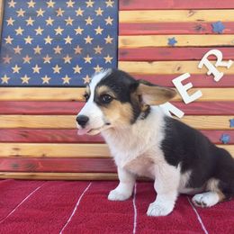 Girl 1 - female Pembroke Welsh Corgi puppy in Muskingum County, Ohio from Buckeye Corgi
