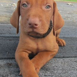 Vizsla Puppies from Pheasant Poppers Vizslas