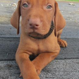 Vizsla Puppies from Pheasant Poppers Vizslas