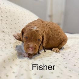 Fisher - Caramel red male Australian Labradoodle puppy in Alamo, Texas from QuiSal Labradoodles