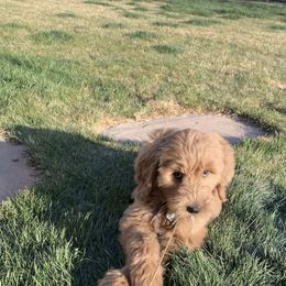 Goldendoodle Puppies from Golden Rule Doodles