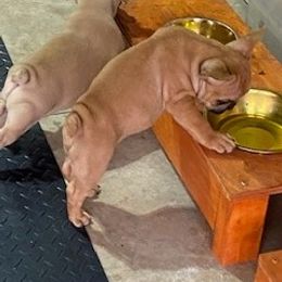 French Bulldog Puppies from 4 Palms Frenchies