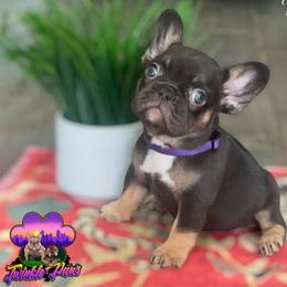 French Bulldog and Yorkshire Terrier Puppies from Twinkle Paws Frenchies and Yorkies