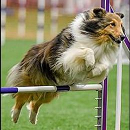 Shetland Sheepdogs from Ulysses Shelties