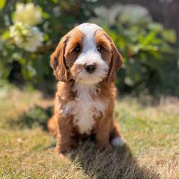 Molly Pitcher - Red female Australian Labradoodle puppy in Brush Prairie, Washington from Fancy Pants Labradoodles