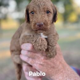 Pablo - Apricot male Poodle puppy in Athens, Georgia from Alexander’s Standard Poodles