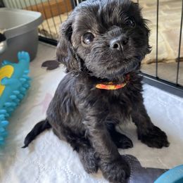 Milan - Black female Cavapoo puppy in Marquand, Missouri from Perfectly Playful Doodles