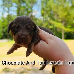 Sookie - Chocolate and tan female Dachshund puppy in Quitman, Mississippi from S-and-A Kennels