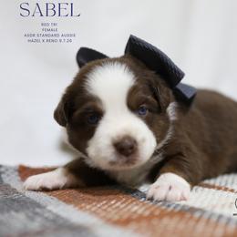 Sable- Red Tri Female - Red tri-color female Australian Shepherd puppy in Nacogdoches, Texas from TK Standard, Mini, & Toy Aussies