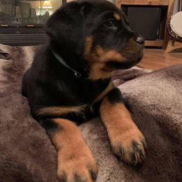 Rottweiler Puppies from Von Schonen Rottweilers