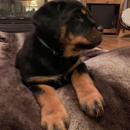 Rottweiler Puppies from Von Schonen Rottweilers